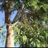خرید چوب درخت بید و اکالیپتوس و مورد