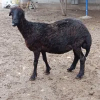 ماده|حیوانات مزرعه|سیمین شهر, |دیوار