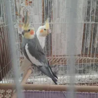 عروس هلندی