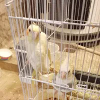 عروس هلندی