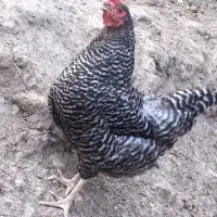آمروک