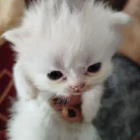 گربه پرشین نرر و ماده