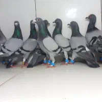 دسته ۱۶تایی پرشی سبز دوخط