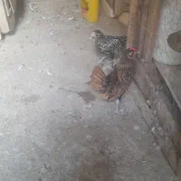 سلام