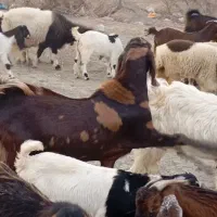 یک بره و یک کهره