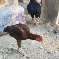 مرغ لاری