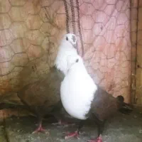 کبوتر رنگی