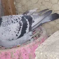 کبوتر مسافتی مولد بهترین نسل