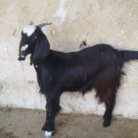 دو عدد تیشتر. گوشتی. توضیحات مهم