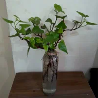 گیاه پیچک