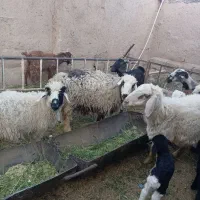 گوسفند|حیوانات مزرعه|گلباف, |دیوار