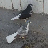 کفتر ساده