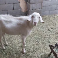 سانن کل