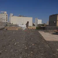 کله سرخ