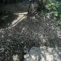 واگزاری سگ توله