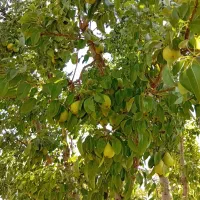 فروش گلابی بیروتی سردرخت