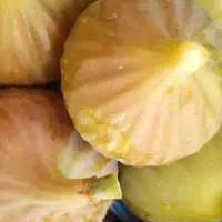 انجیر تازه