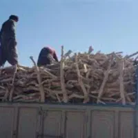 چوب پسته