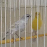 قناری رنگی انتیک سیلور فسفری نر و نقره ای آبی ماده