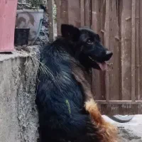 سگ ژرمن