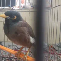 مرغ مینا سخنگو وخانگی