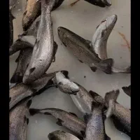 ماهی قزل الا زنجان به صورت عمده