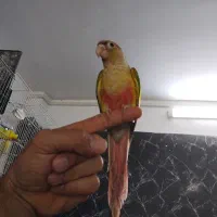 گرینچیک آناناسی دبل رد دستی