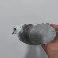 کبوتر تار شده