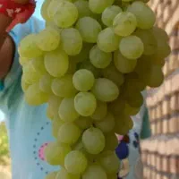انگور تازه