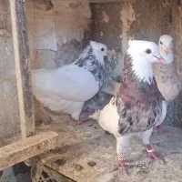 کبوتر طوقی