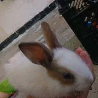 2عدد خرگوش خوشکل