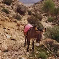 الاغ گوسفندی
