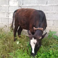 گوساله کله ماستی