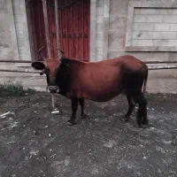 آستارا  عنبران