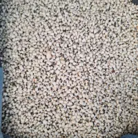 لوبیا چشم سیاه ۵روز برداشت شده
