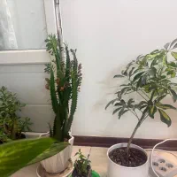 اجاره مغازه تجاری