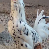خروس گلین لوری پنگوئنی به فروش میرسد