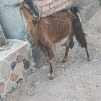 گیسه ابستن با بز افغان شیری