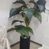 درخچه بابا آدم کاملا سالم