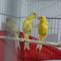 قناری طلایی یکسر 3عدد سفیدتوسی 2عدد
