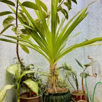 تعدادی گل طبیعی و بزرگ