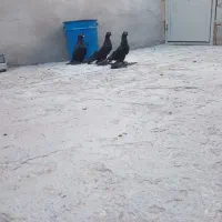 کبوتر  سه تا باهم 12000000