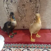 اردک