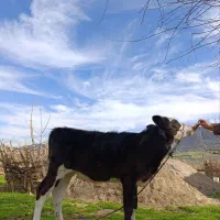 گوساله ماده 5ماه پر کرده 6ماه هست