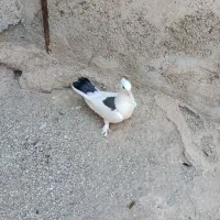 کبوتر پاپر و پاکستانی چپرا