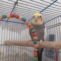جفت عروس هلندی با جوجه