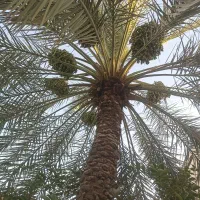 گرده افشانی نخل آنجا م‌ داده میشود