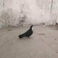 کبوتر کلاغ کربلایی طوقی ساده کرواتی چپ