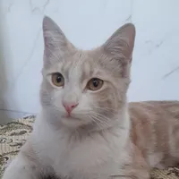(گربه نر عقیم شده، دوساله) گم شده