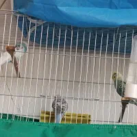 فروش مرغ عشق